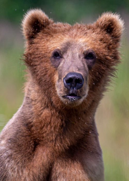 4 days bear viewing at KBBC