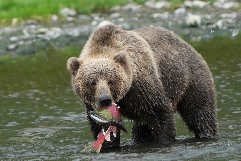 Kodiak brown bears in the wild at kodiak brown bear center