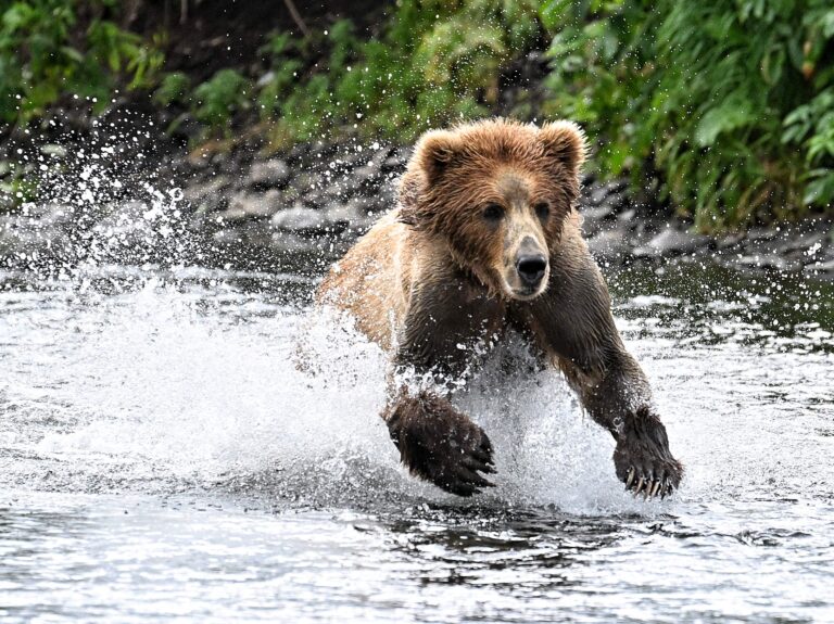 Kodiak brown bears in the wild at kodiak brown bear center and lodge