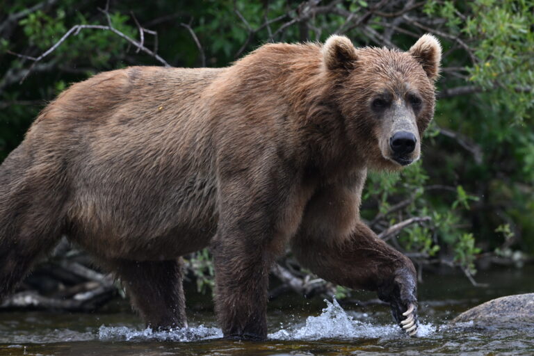 Kodiak brown bears in the wild at kodiak brown bear center