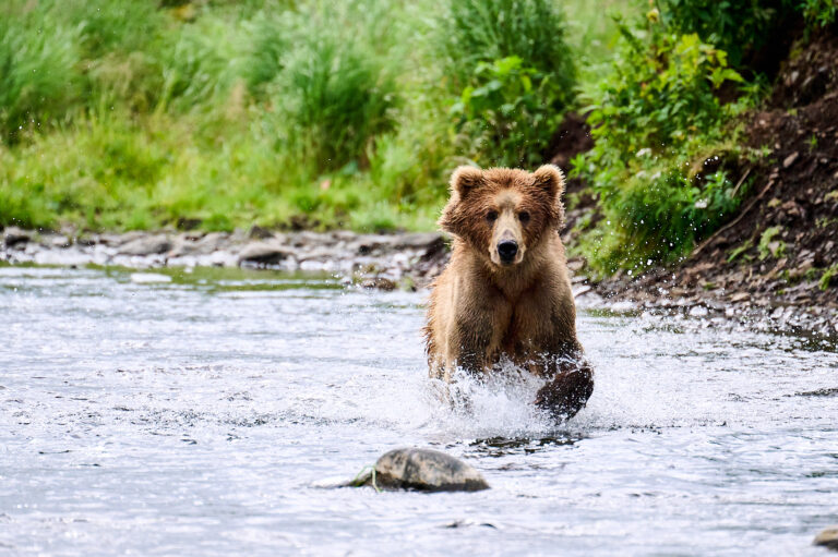 Kodiak brown bears in the wild at kodiak brown bear center