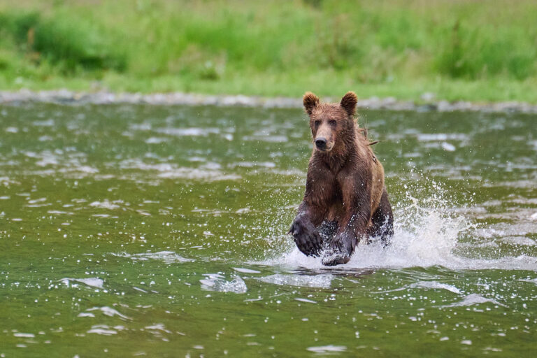 Brown Bear running in water kodiak island by dan m lee