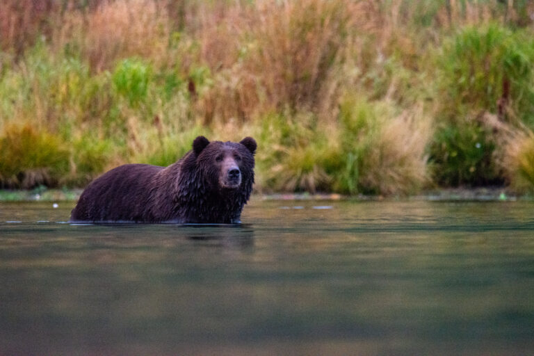 Brown bear Swimming for Salmon at KBBC