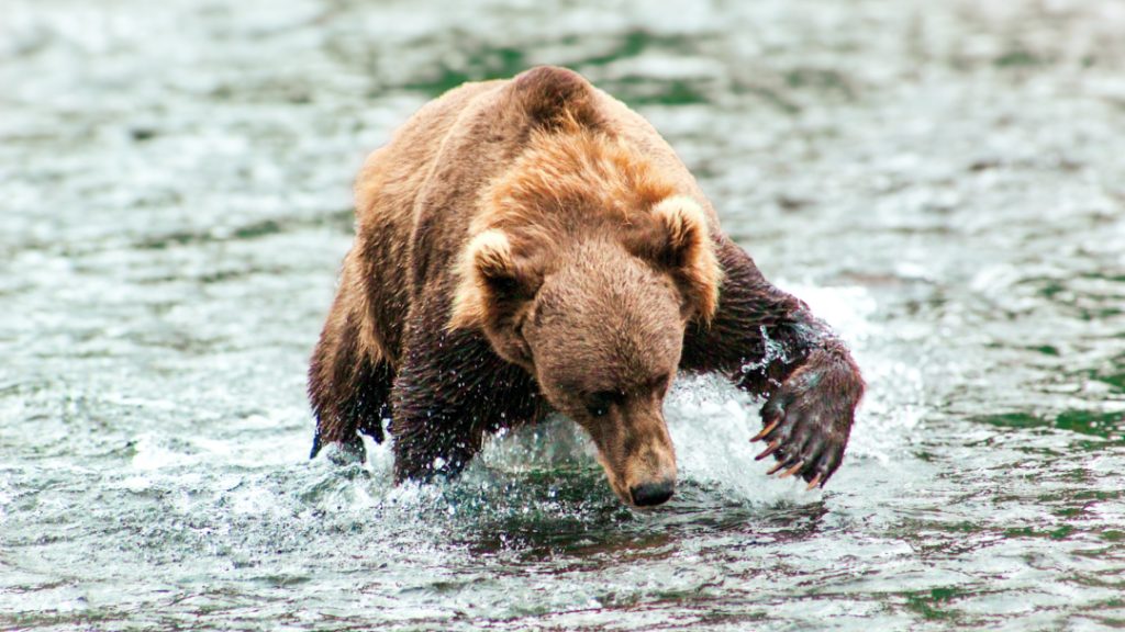 Meet Fallon Parker Picture of Kodiak Brown Bear