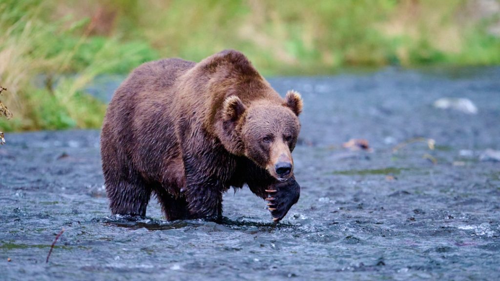 Highest Concentration of bears