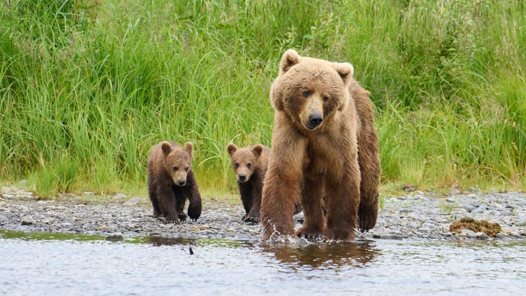 Sow Female Bear With Young