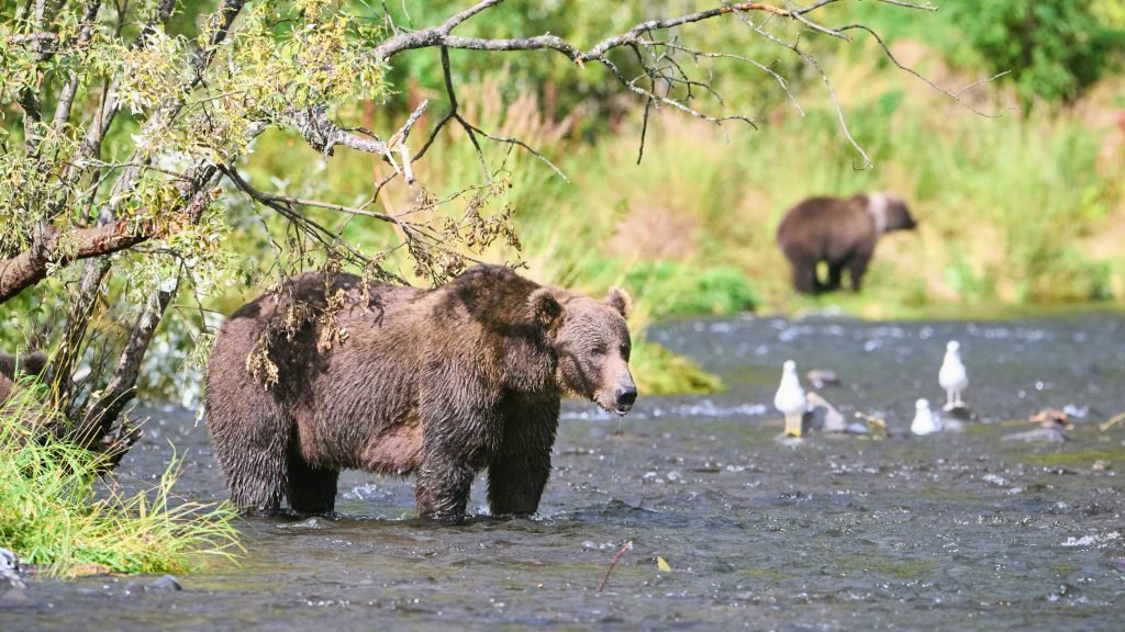 Bears Fishing in Groups