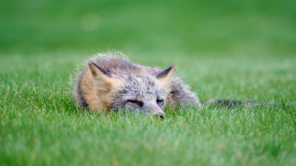 Fox Asleep At KBBC Campus