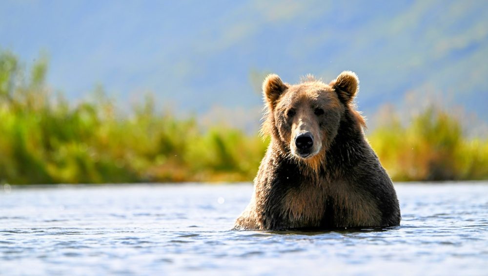what-makes-the-kodiak-brown-bear-different
