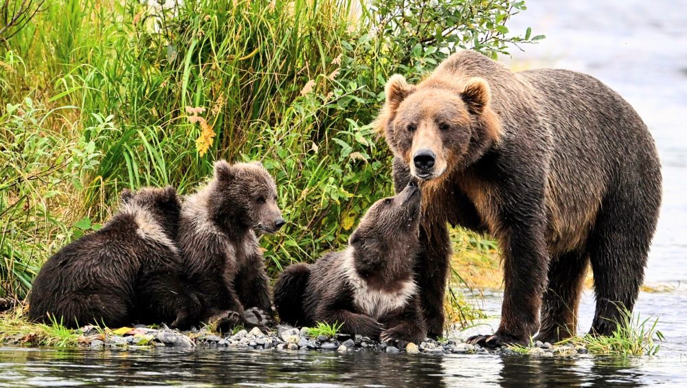 mama-bear-sow-and-cubs-young-dan-m-lee