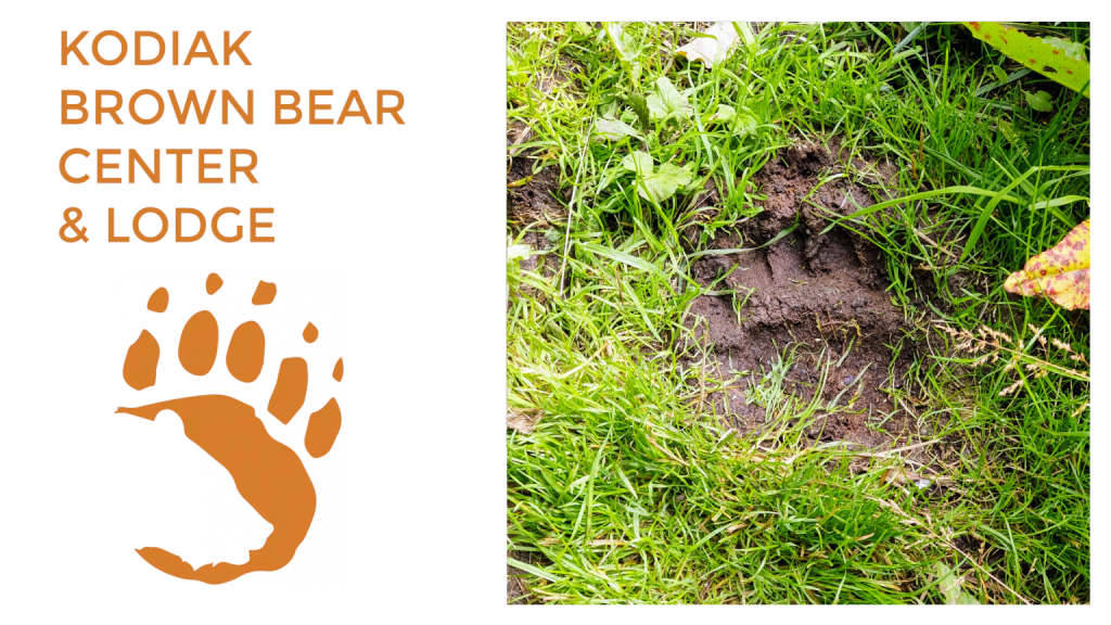 Polar Bear vs Kodiak Brown bear