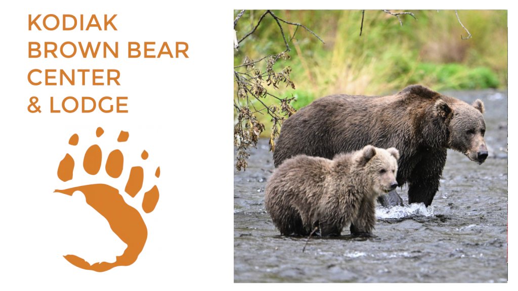 fighting sow bears kodiak island