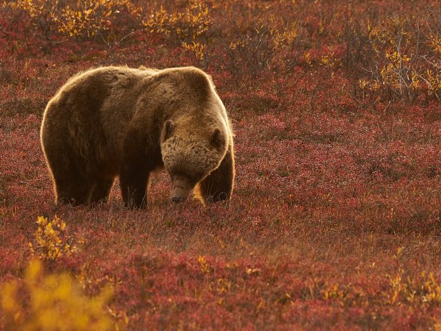 The Mighty Kodiak Bear: Exploring the Weight and Power of Nature’s Giants