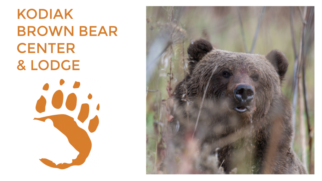 A Kodiak brown bear stands among tall grasses. On the left, orange text reads “KODIAK BROWN BEAR CENTER LODGE” above a bear paw print graphic.