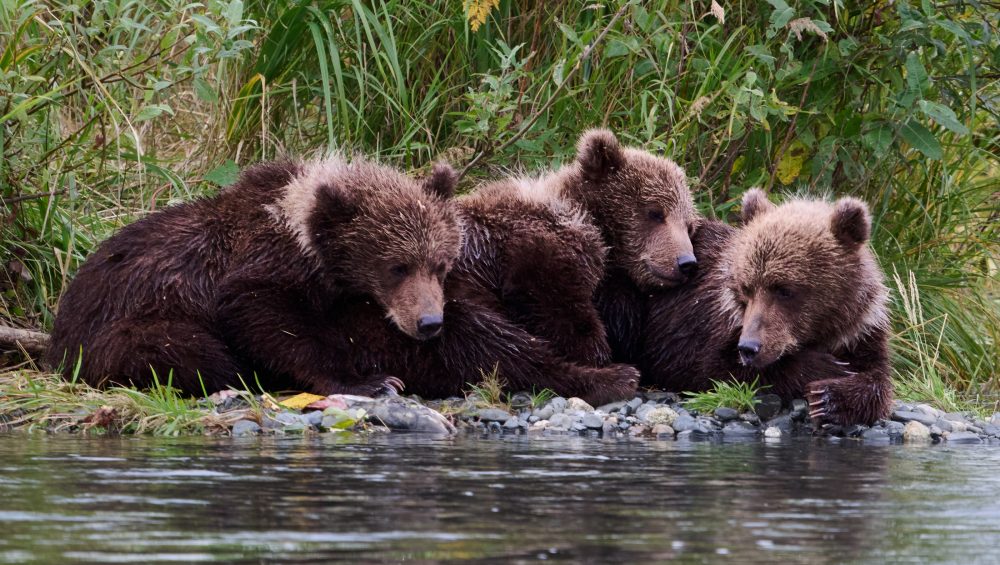 Three brown bear cubs lie close together on the riverbank, surrounded by green vegetation, with the water in the foreground.