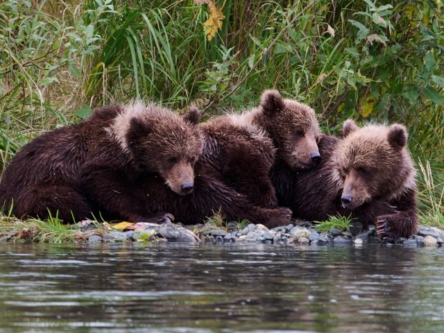 Bear Viewing vs. Other Alaska Wildlife Experiences: Why Nothing Else Comes Close