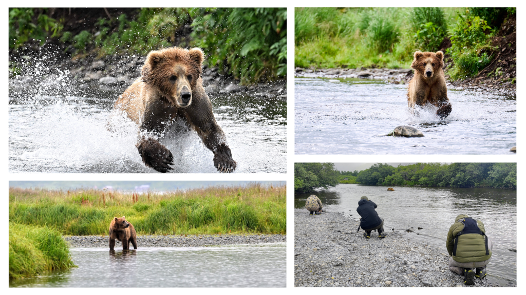 A collage of four images shows brown bears in a river and grassy area, with two photographers kneeling near the water, capturing photos of the bears as they walk, run, or wade through the river.
